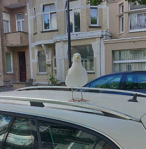 bird2