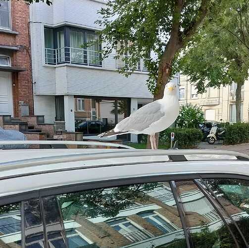 bird1